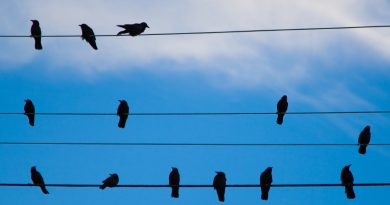 Elektrik Tellerinde Kuşlar Neden Çarpılmaz? Elektrik Tellerinde Kuşlar Neden Çarpılmaz?